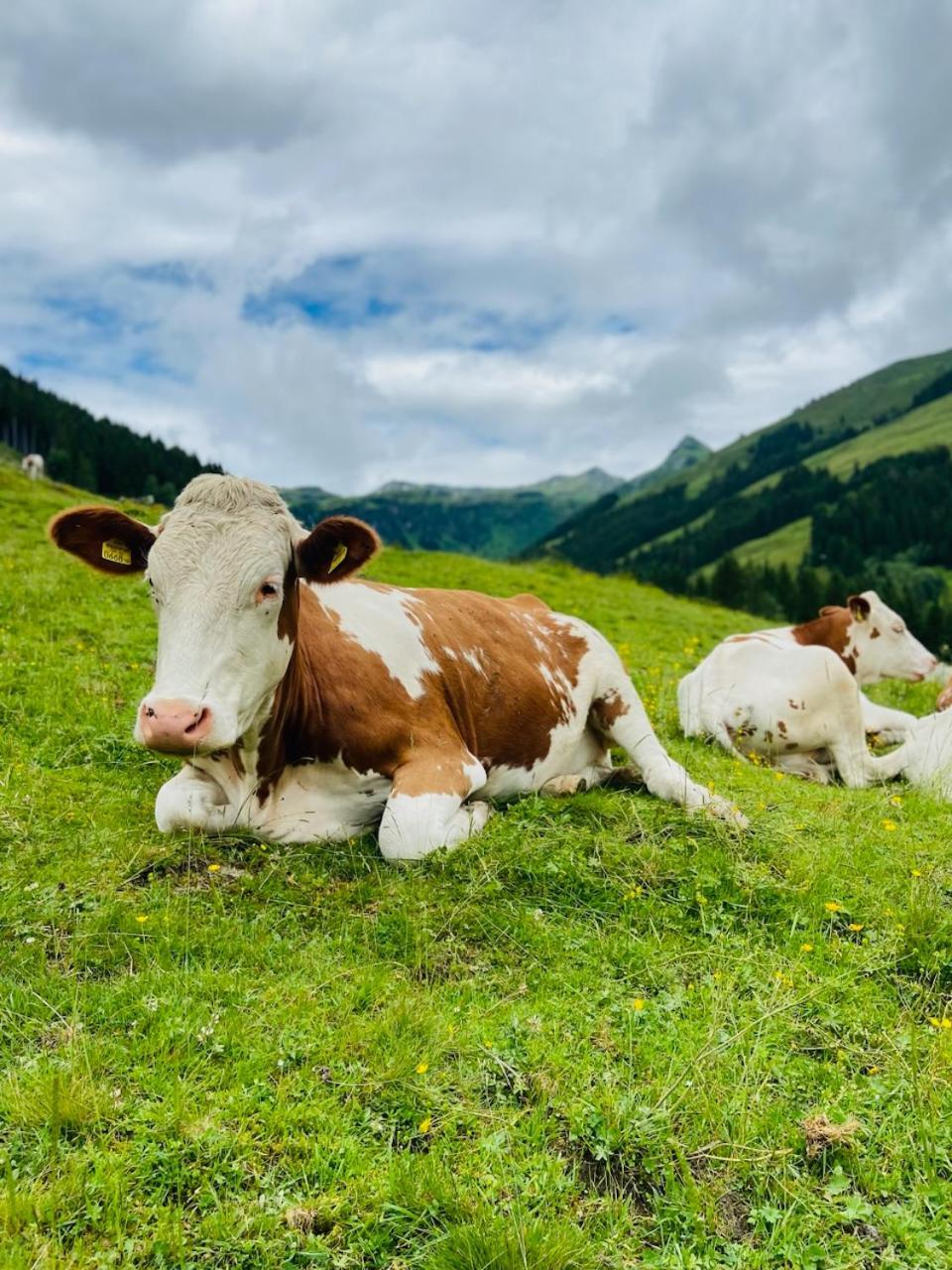 Appartement Mountain & Fun Saalbach-Hinterglemm Eksteriør bilde